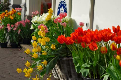 Amsterdam_Flowers_web