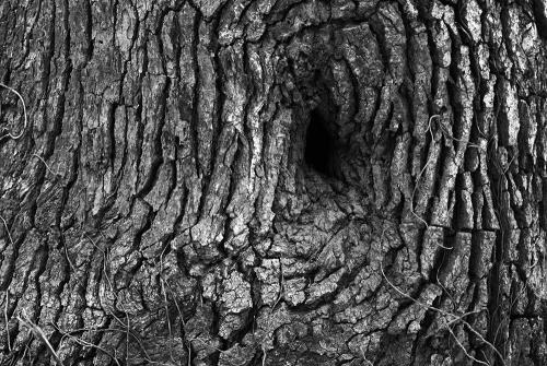 WV_Tree_Knot_BW