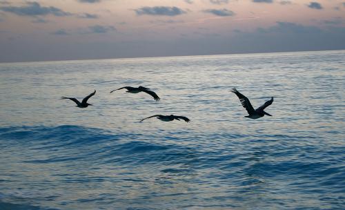 cancun_birds