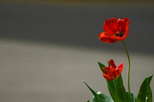 cincinnati_tulip