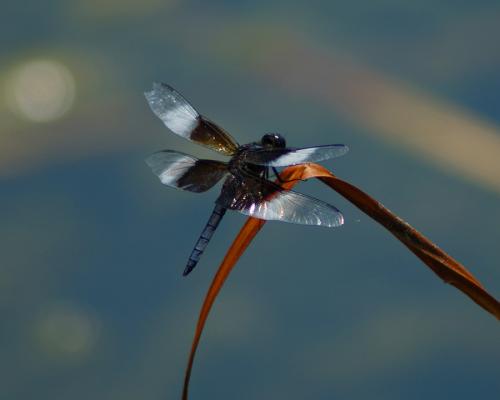 dragonfly