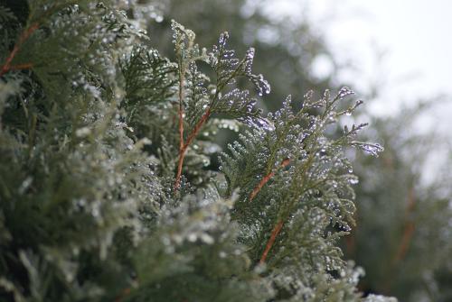 frozen_evergreen