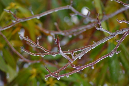 ice_bush