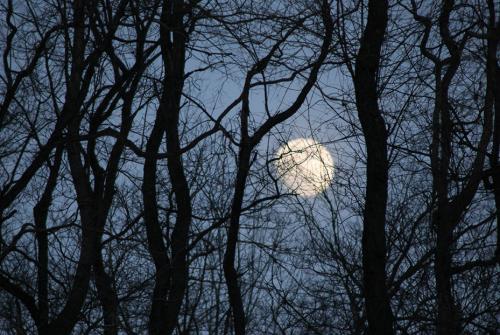 moon_branches